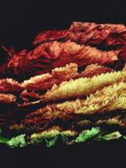 The Legend of the Dr