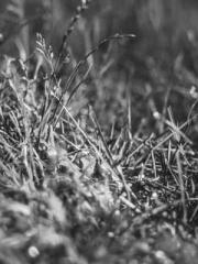 Wang Xuan Mu Qingyue