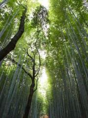 Bones-Eating Marriag