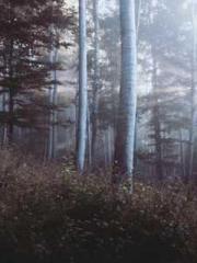 The Apothecaryapos;s