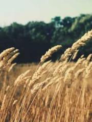 Cold-hearted Inkapos