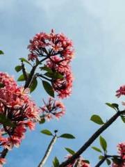 The Heavenly Physici