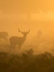 The  Princess  Rebor