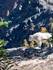 Eternal Sword Ancest