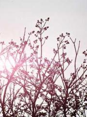 Fāng Chénlín Xuěyán